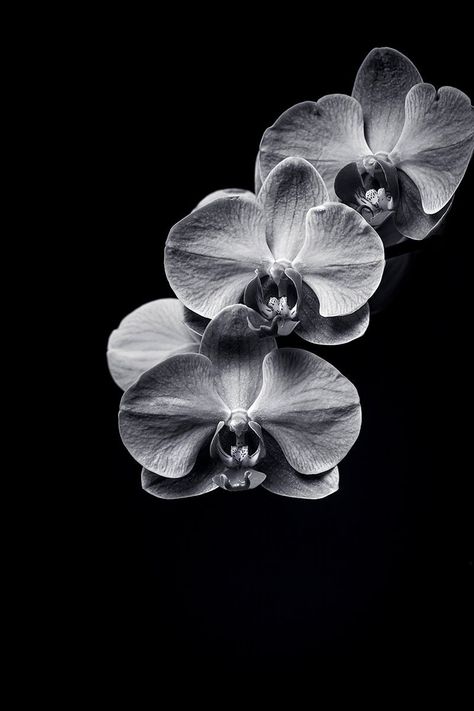 Fine Art Photographic Print of an ORCHID in black and white created with a macro lens in studio available in many sizes with fast shipping by Photosbyjeffmurray on Etsy Black And White Macro Photography, Black Print Wallpaper, Orchid Black And White, Black And White Moodboard, Black And White Flower Photography, Black And White Orchid, Orchid Wallpaper, Black White Images, Flowers Black And White