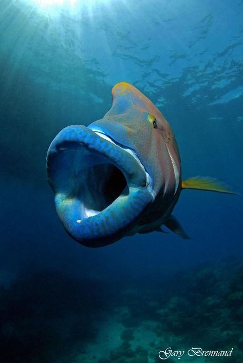 Open Wide. What an amazing capture! Napoleon Wrasse, Deep Sea Animals, Fauna Marina, Life Under The Sea, Deep Sea Creatures, Beautiful Sea Creatures, Underwater Creatures, Underwater Life, Exotic Fish