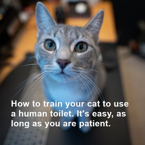 Training your cat to use a human toilet is easy as long as you are patient, and know the tricks: https://500ways.com/how-to-train-your-cat-to-use-a-human-toilet (#cat, #kitten, #houseCat, #kittycat, #kitty, #toilet, #catToilet, #catTraining, #animalTraining, #catWhisperer) Cat Whisperer, Cat Toilet, Speed Reading, Cat Training, How To Train, How To Train Your, Cat Litter, Cat House, Kittens