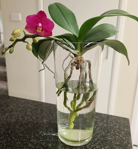 Orchid In Glass Vase, Tanaman Air, Orchids In Water, Plant In Glass, Orchid Plant Care, Orchid Roots, Orchid Planters, Container Garden Design, Glass Pot