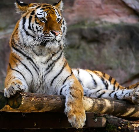 Tiger Sitting, Tiger Images, Cat Photography, Cat Behavior, A Tiger, Cat Care, Wild Life, Pretty Cats, Beautiful Cats