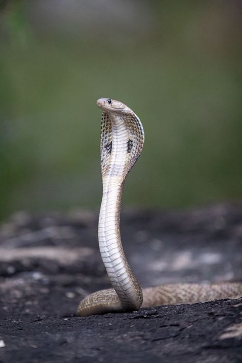 Indian Cobra, King Cobra Snake, Army Love Photography, Snake Images, Snake Photos, Venomous Snake, Kids Yoga Classes, Neck Patterns, Snake Wallpaper