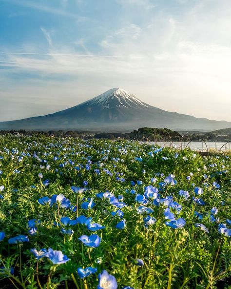 Scenery Inspiration, Travelling Ideas, Monte Fuji, Japan Landscape, Yamanashi, Beautiful Nature Scenes, Nature Scenes, Mount Rainier, Natural Wonders