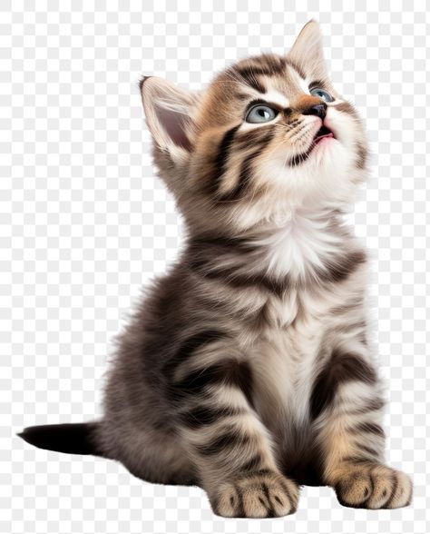 Kitten Standing Up, Cat Transparent, Kitty Png Background, Cat Transparent Background, Kitten Oil Painting, Kittens Cutest, Cute Cat, Cute Cats, Kittens