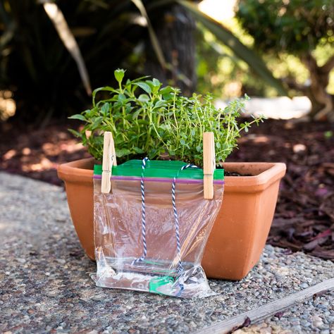 Self Watering Planter | DIY for Beginners | KiwiCo Diy Self Watering, Diy Self Watering Planter, Plant Watering System, Diy Container Gardening, Self Watering Containers, Plant Watering Can, Self Watering Plants, Plant Watering, Watering System