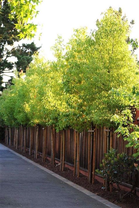 Living Fences, Privacy Landscaping Backyard, Landscaping Along Fence, Bamboo Trees, Fence Plants, Backyard Trees, Privacy Trees, Landscaping Trees, Columnar Trees