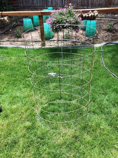 DIY Inexpensive Tomato Cage That Lasts For Years Tomato Cages Diy, Diy Tomato Cage, Tomato Cage Crafts, Tomato Support, Plant Cages, Tomato Trellis, Cattle Panels, Tomato Cages, Veg Garden