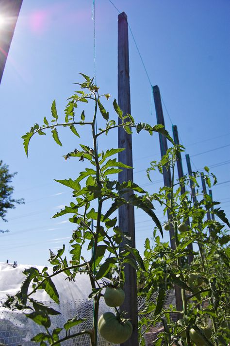 String method of growing tomatoes. Train to grow around a string, and remove lower leaves as it grows. Veggie Gardens, Florida Weave, Tomatoes Growing, Growing Tomato, Taman Diy, Tomato Trellis, Growing Tomato Plants, Growing Tomatoes In Containers, Grow Tomatoes