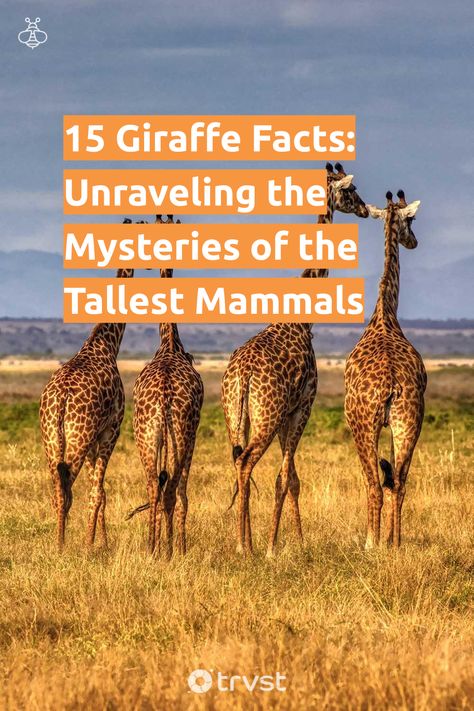 Fun Facts About Giraffes, Giraffe Tongue, Giraffe Facts, Biodiversity Conservation, Acacia Tree, Social Behavior, Gentle Giant, Giraffes, Long Legs