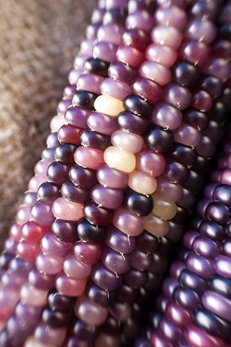 Amazon.com : Amethyst Dream Purple Glass Gem Cherokee Indian Corn Heirloom Premium Seed Packet + More : Garden & Outdoor Gem Corn, Rainbow Corn, Glass Gem Corn, Purple Corn, Corn Seed, Indian Corn, Cherokee Indian, Corn Plant, Purple Garden