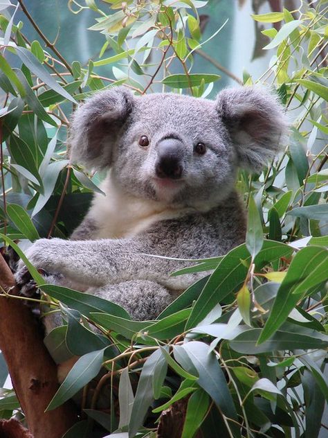 Koala Drawing, Cute Koala Bear, Zoo Babies, Baby Koala, Cuddly Animals, Australian Animals, Cute Creatures, Koala Bear, Cute Little Animals