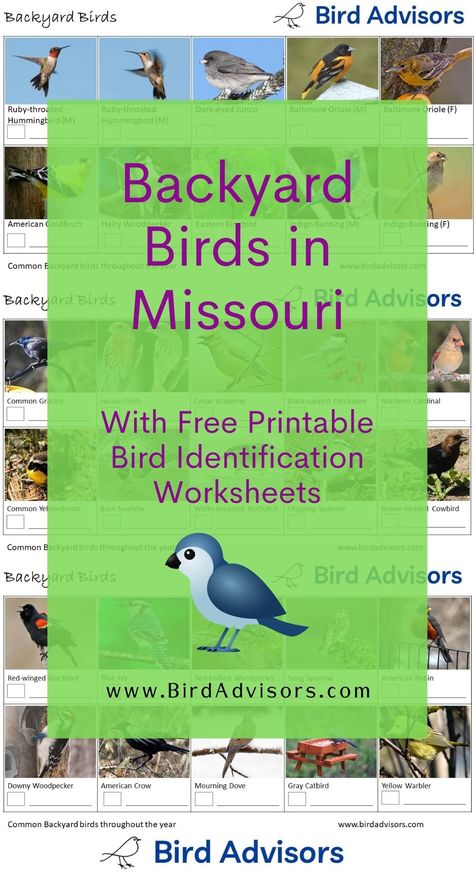 Backyard Birds in Missouri with Free Bird Identification and Tally Worksheets Birds Of Missouri, Tally Worksheets, Best Pet Birds, Backyard Birds Watching, Free Id, American Crow, Bat House, Song Sparrow, Bird Identification