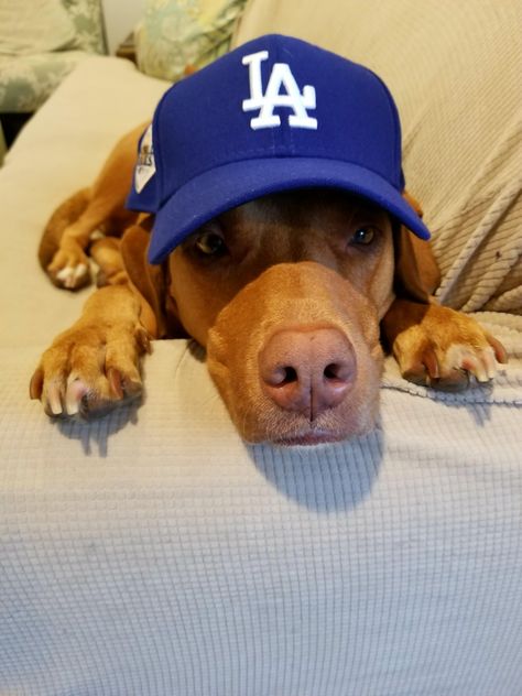 I love Dodger Dogs Angeles, Los Angeles, Dodger Dog, Dodgers Gear, Dodgers Fan, Dodger Blue, Dodger Stadium, Loyal Friends, Go Blue