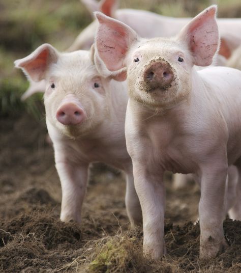 Piglets on a Freedom Food-approved farm. Annie Wilkes, 3 Pigs, Pig Breeds, Pet Pig, Farm Images, Pig Farm, Petting Zoo, Pig Farming, Pet Pigs