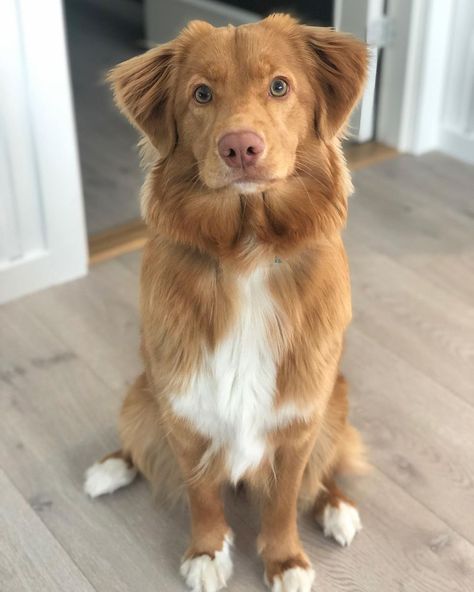 Orange Dog, Ducktoller Retriever, Toller Puppies, Duck Toller Retriever, Duck Toller, Toller Puppy, Pretty Dog, Dog Breed, Dogs Cute