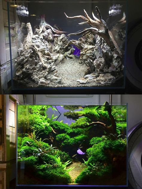 Freshwater Aquascape, Aquarium Garden, Amazing Aquariums, Taman Air, Cool Fish Tanks, Diy Fish Tank, Aquascape Design, Betta Aquarium, Fresh Water Fish Tank