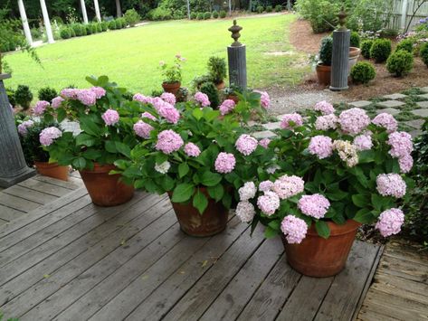 Shade Loving Shrubs, Flowers In Pots, Hydrangea Potted, Hydrangea Varieties, Hgtv Garden, Hydrangea Care, Potted Flowers, Growing Hydrangeas, Hydrangea Garden