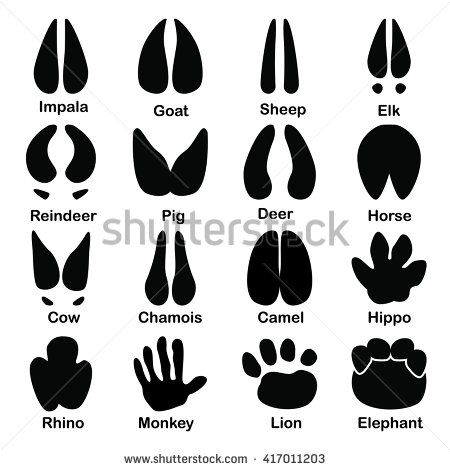 Goat Vector, Hoof Print, Paw Prints, Paw Print, Stock Vector, Vector Images, Stock Photos, Animals