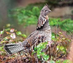 How to Find More Grouse Off the Beaten Path | Outdoor Life Grouse Hunting, Upland Bird Hunting, Upland Hunting, Deer Hunting Tips, Big Game Hunting, Pheasant Hunting, Hunting Life, Hunting Tips, Bird Hunting