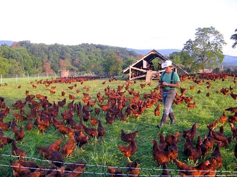 Joel Salatin with one or two hens outside their X-wing egg mobile at Polyface Farms Egg Mobile, Joel Salatin, Meat Birds, Chicken Tractors, Chicken Tractor, Laying Hens, Free Range Chickens, Poultry Farm, Food Forest