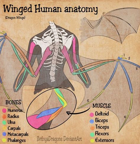 Wings On Human Reference, Bird Wings On Humans, Winged Human Anatomy, Wing Anatomy Human, Wing Placement Reference, Winged Anime Character, Bat Wings On Human, Birds As Humans, Winged Human Character Design