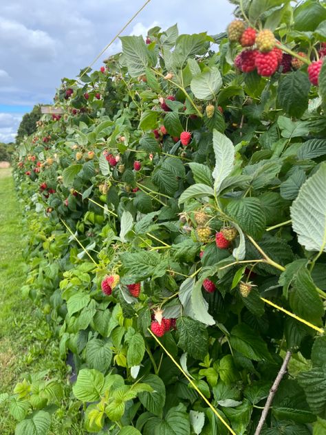 Strawberry Bush Aesthetic, Raspberry Picking Aesthetic, Fruit Farm Aesthetic, Strawberry Farm Aesthetic, Strawberry Fields Aesthetic, Berry Picking Aesthetic, Raspberry Field, Raspberry Aesthetic, Berry Field