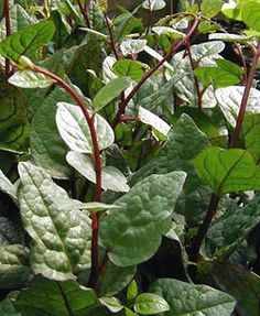 Red-Stemmed Malabar Spinach - hot weather spinach vine! Grow on a trellis. (Basella alba, also called Ceyon spinach, Indian spinach, vine spinach, Malabar nightshade) - Look for the red stemmed cultivar 'Rubra'. Malabar Spinach, Spinach Seeds, Growing Vines, Types Of Herbs, Growing Tomatoes, Organic Seeds, Herb Garden, Organic Gardening, Botanical Gardens