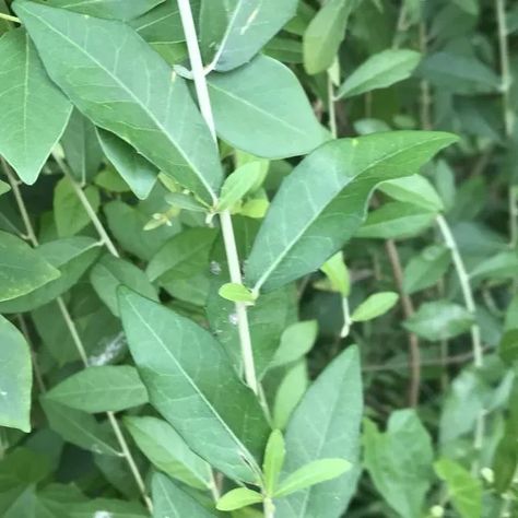 Vernonia Elaeagnifolia | Curtain creeper | Vernonia creeper - GCI Curtain Creeper Plant, Curtain Creeper, Creeper Plants, Creepers Plants, Olive Plant, Plant Indoor, Leafy Plants, Hanging Vines, Green Curtains