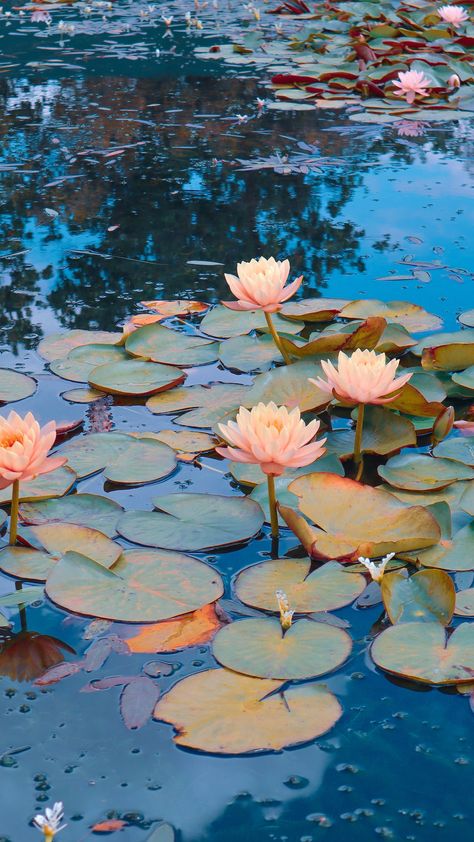 Pink lotus flower on water photo – Free South africa Image on Unsplash Tanaman Air, Water Lilies Art, Lily Pictures, Pink Lotus Flower, Water Lilies Painting, Lilly Prints, Lotus Flower Pictures, Lily Wallpaper, Lilly Flower