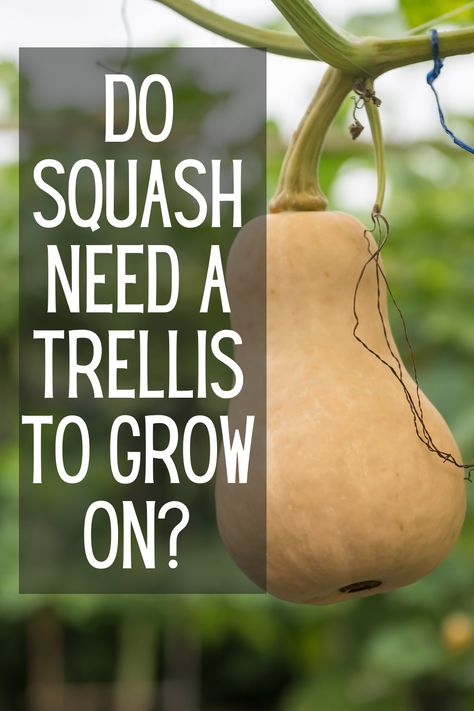 Do Squash Need a Trellis to Grow On Trellis Butternut Squash, Butternut Squash Trellis Ideas, Diy Squash Trellis, Butternut Squash Trellis, Squash Trellis Ideas, Green Beans Garden, Squash Trellis, Ladder Trellis, Lettuce Grow