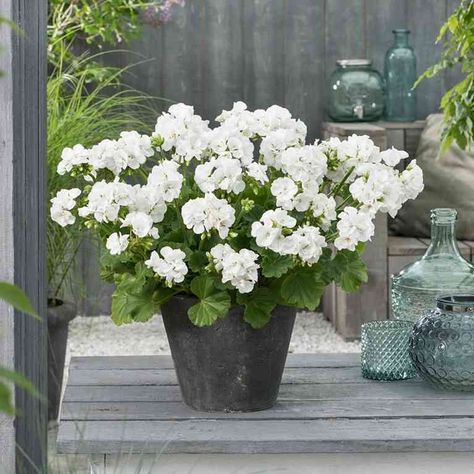 Ivy Geraniums, Collection Board, Landscaping Ideas, Geraniums, White Flowers, Landscaping, Cottage, Plants, Flowers