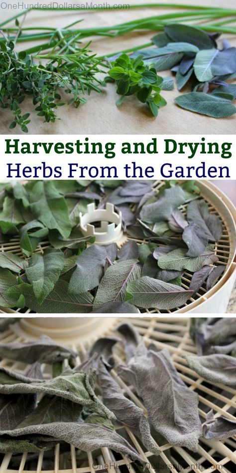 Harvesting and Drying Herbs From the Garden - One Hundred Dollars a Month Drying Fresh Herbs, Homemade Fruit Leather, Dried Basil Leaves, Herb Storage, Preserving Herbs, Harvesting Herbs, Types Of Herbs, Garden Herbs, Garden Harvest