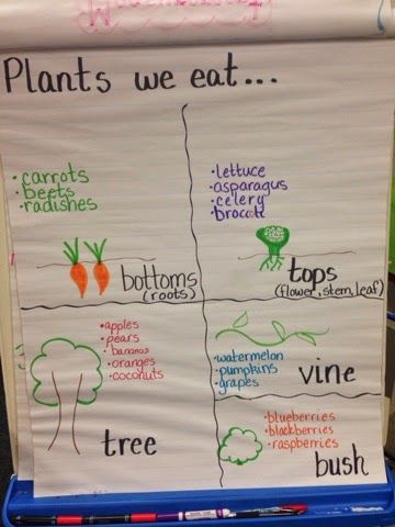 Roots, Stems, Leaves and Flowers Plant unit in kindergarten anchor chart of plants we eat Spring Provocations, Seed Activities, Science Kindergarten, Plants Kindergarten, Teaching Portfolio, Garden Unit, Kindergarten Anchor Charts, Preschool Room, Preschool Garden