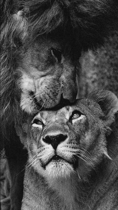 Wallpaper For Men Aesthetic, Friday Aesthetic, Lion Black And White, Leo Aesthetic, Lion Wallpaper Iphone, Lion Couple, Lion Family, Lion And Lioness, Lion Love