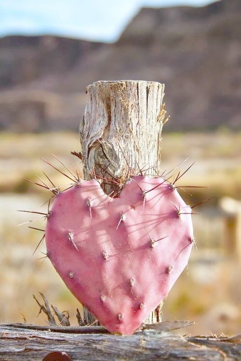 Heart In Nature, I Love Heart, My Funny Valentine, Airbrush Art, Happy Heart, Cactus And Succulents, Desert Rose, Hearts Desire, Beautiful Heart