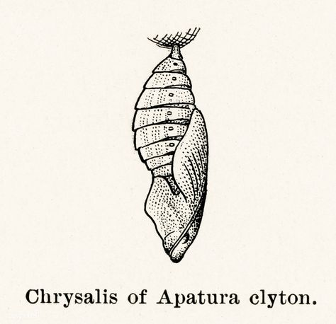 Chrysalis of Apatura clyton (Emperors) from Moths and butterflies of the United States (1900) by Sherman F. Denton (1856-1937). Digitally enhanced from our own publication. | free image by rawpixel.com Chrysalis Drawing, Cocoon Illustration, Chrysalis Tattoo, Cocoon Butterfly, Moth Cocoon, Butterfly Cocoon, Borboleta Tattoo, Image Cloud, Free Illustration Images