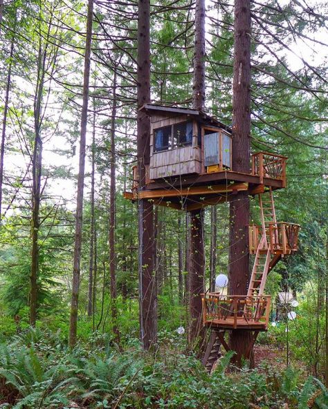 Photo Tour: Charlie's Treehouse at Treehouse Resort and Spa - Nelson Treehouse Treehouse Platform, Treehouse Resort, Nelson Family, Building A Small House, Beautiful Tree Houses, Treehouse Masters, Building A Treehouse, Tree Fort, Tree House Diy