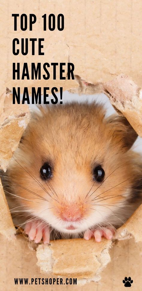 TOP 100 Cute Hamster Names only the best names for your hamster! #HamsterNames #Hamster #TOP100HamsterNames #CuteHamsterNames #TOPHamsterNames Cute Names For Hamsters, Hamster Names Boy, Hamster Names Ideas, Names For Teddy Bears, Hamsters Cute, Stuffed Animal Names, Hamster Ideas, Hamster Breeds, Hamster Cute