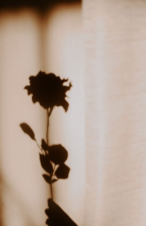 Shadows Aesthetic, Shadow Aesthetic, Roses Aesthetic, Aesthetic Rose, Rose Aesthetic, Aesthetic Roses, Shadow Photography, Rosé Aesthetic, Shadow Pictures