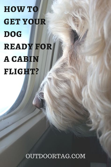 Figuring Out How to Prepare Your Dog for a Flight in Cabin Dramamine For Dogs, Flying With Dog, Flying With Dog In Cabin, Dog On Plane, Traveling With Your Dog, Traveling With Dog On Plane, Dogs On Planes, Traveling With Cats On A Plane, Dog Entertainment