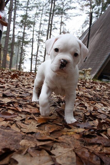 Boxer puppies are the eighth most popular breed in the United States for good reason. White Boxer Puppies, White Puppy, Dog White, White Boxers, Boxer (dog), Boxer Puppy, Boxer Puppies, Labrador Retriever Puppies, Yorkshire Terrier Puppies