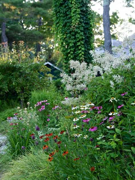 Wild-ish at Heart: Naturalistic planting design - The New Perennialist Nature, Naturalistic Design, Front Bed, Naturalistic Garden, Tattoo Plant, Dutch Gardens, Piet Oudolf, Planting Design, Cottage Garden Plants