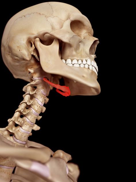 Hyoid Bone, Human Skull Anatomy, Neck Bone, Skull Anatomy, Anatomy Bones, Head Anatomy, Skull Reference, Skeleton Anatomy, Anatomy Practice