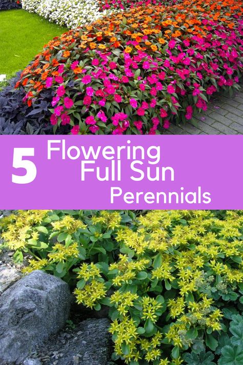 Full Sun Landscaping, Sidewalk Landscaping, Full Sun Garden, Yard Oasis, Full Sun Flowers, Front Flower Beds, Florida Landscaping, Fall Planting, Walkway Landscaping