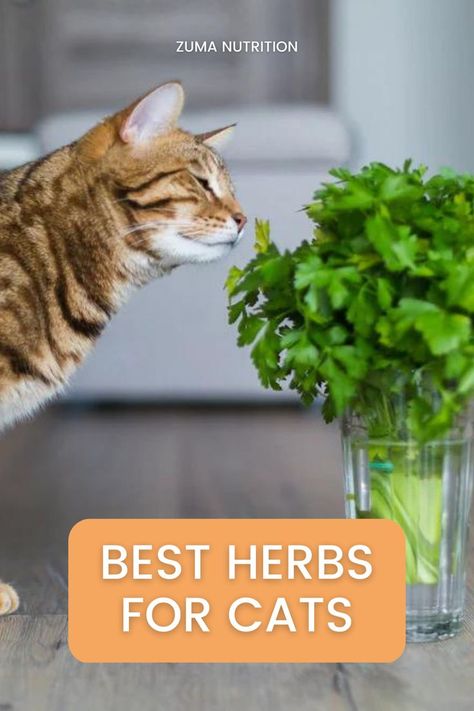 Herbs For Cats, Cat Health Remedies, Cat Cold, Cat Medicine, Cat Health Problems, Cat Health Care, Skin Natural Remedies, Healthy Cat, Natural Sleep Remedies