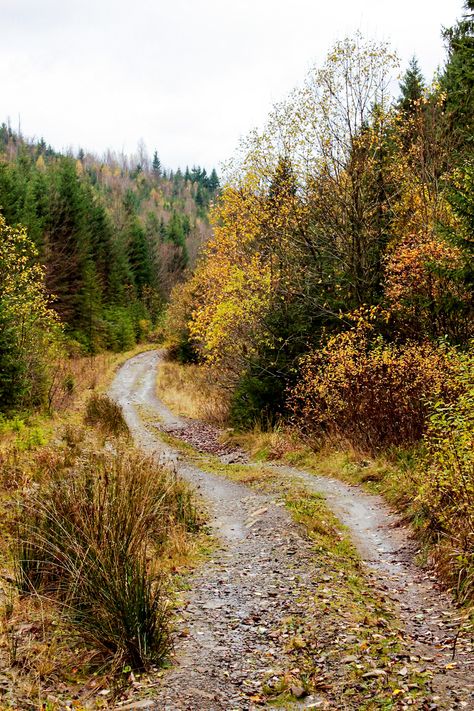 Ormanlık Alan, Beautiful Roads, Country Roads Take Me Home, Mountain Forest, Image Nature, Forest Road, Forest Path, Forest Hills, Forest Pictures