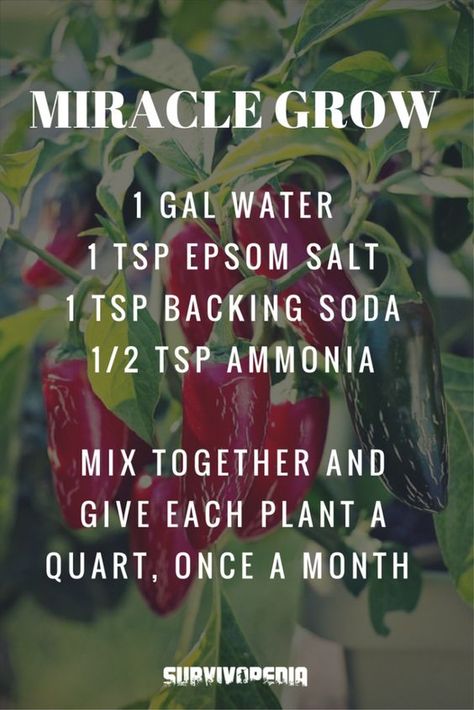 Miracle Grow, Organic Vegetable Garden, Urban Gardening, Homestead Survival, Home Vegetable Garden, Garden Yard Ideas, Organic Vegetables, Veggie Garden, Lawn And Garden