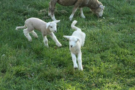 losing sleep counting sheep: lambs at play Counting Sheep, Baby Lamb, Sheep And Lamb, Sweet Animals, 귀여운 동물, Spirit Animal, Beautiful Creatures, Animal Photography