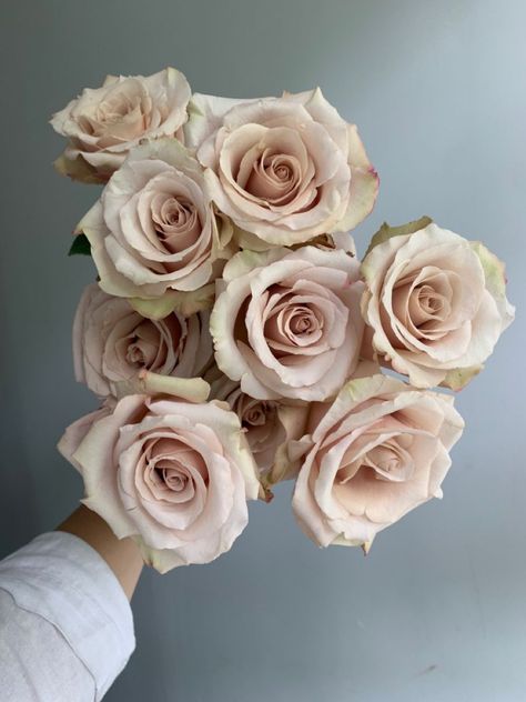 Quicksand Rose Wedding, Quicksand Rose, Rose Varieties, Rose Wedding Bouquet, Light Pink Flowers, Blush Roses, Types Of Flowers, Rose Wedding, The Flowers