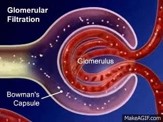 How does glomerular filtration occur? | Socratic Plasma Proteins, Glomerular Filtration, Basic Anatomy And Physiology, Blood Cells, Anatomy And Physiology, Blood Pressure